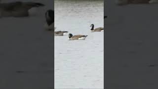 Thousands of Geese Rushden Lakes [upl. by Nahgiem]