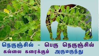 Pedalium murex பெருநேரிஞ்சில் மூலிகையின் வைத்தியம் [upl. by Antoinetta]