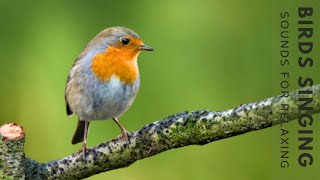 Beautiful Bird Singing  Birdsong to Heal Stress Depression and Reduce Negative Thoughts [upl. by Nonnerb]