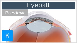 Eyeball structure and function preview  Human Anatomy  Kenhub [upl. by Dowdell76]