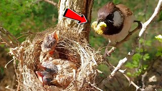 Yellow tailed bulbul working so hard in extreme sun temperature BirdPlusAnimals [upl. by Eeluj312]