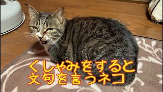 くしゃみすると文句を言うネコ Angry cat [upl. by Iyre]