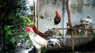 Rooster Crowing In The Morning  Chicken Crowing [upl. by Burtie345]