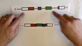 RNA splicing [upl. by Naujid201]