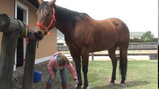 How to Groom a Horse  For Beginners [upl. by Lewellen]