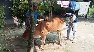 Cows are being artificially inseminatedsubscribe youtube video [upl. by Gino454]