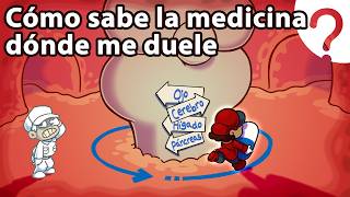 ¿Cómo sabe la medicina dónde curarte [upl. by Siesser535]