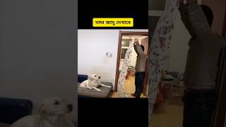 Cute dog moments part 11 funny cuteanimal [upl. by Namar]