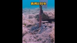 戶外捕魚：漁民潛入深海抓捕一種身體超長的博比特蟲！ 戶外 釣魚 海洋生物 [upl. by Winson]