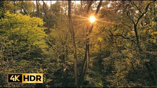 The Forest  Cinematic Drone Footage UK England [upl. by Adnilg]