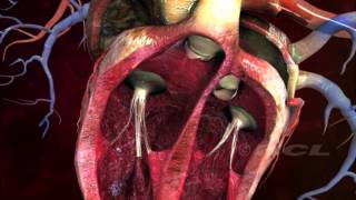 HCL Learning  Structure of the Human Heart [upl. by Latif]