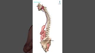 Alimentary Canal  Digestive Tract Pathway from Mouthanus shorts [upl. by Carry351]