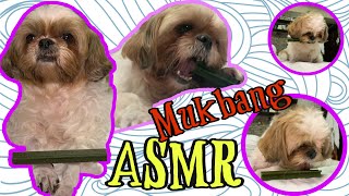 Mukbang ASMR Shih Tzu Eating DentaStix  Dog Eating Sound [upl. by Nylirej]