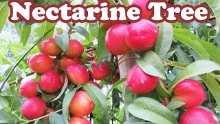 Growing Dwarf Nectarine Fruit Trees  How to Stake a Tree  Plants Staking Support  GardenersLand [upl. by Asusej]