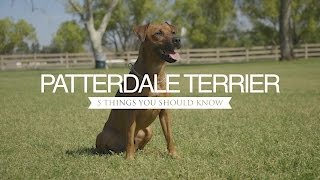 PATTERDALE TERRIER FIVE THINGS YOU SHOULD KNOW [upl. by Arekat]