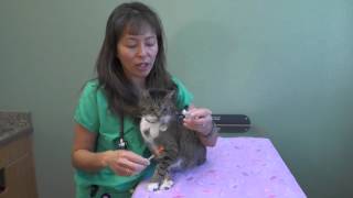 How to give an insulin injection to your dog or cat  Dr Justine Lee [upl. by Hanas]