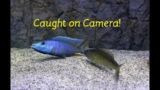 Watch Fish ReproduceCaught on Camera [upl. by Yaakov]