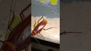 American Roach cockroach shortvideo [upl. by Lidia]