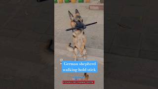 German shepherd walking hold stick session 382 shorts dogloverdoglover [upl. by Trevorr209]