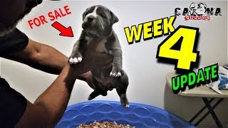 American Bully Puppies 4 Weeks Update Weaning Begins Male Available A Day with A Breeder [upl. by Rolecnahc]