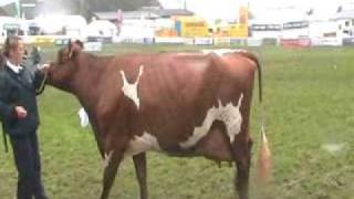 Royal Welsh Show 2007  dairy interbreed championship [upl. by Camfort]