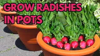 How to Grow Radishes in Pots  THE SIMPLE AND EASY WAY [upl. by Ardnaxila]