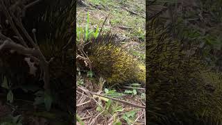 Prehensile Porcupine animals nature jungleanimals [upl. by Clynes]