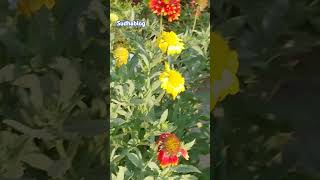 Gardenia flower plant trending nature garden ytviralvideo viral sudhablog2019 [upl. by Tatianna]