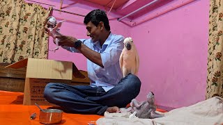 Macaw Parrot amp Moluccan Cockatoo Baby Care  Amazon Parrot Breeding Progress [upl. by Kirk903]