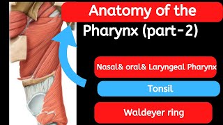 19 Anatomy of the Pharynx part 2 [upl. by Oicnerual808]