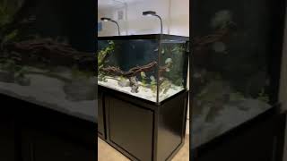 5 Cichlid Aquariums in Less Than 30 Seconds Tour [upl. by Silera]