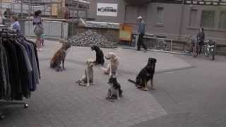 Hundetraining Hundeschule Michalka [upl. by Fabrin]