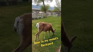 Captivating Moment Deer Spotted at Absaroka Lodge [upl. by Fidelis]