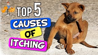 Why Is My Dog SO Itchy  the 5 Big Causes  Dog Health Vet Advice [upl. by Alina31]