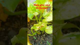 Mera sabse bda dusman 😱 garden gardining plants shortvideo [upl. by Peria]