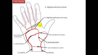 IRRIGACION DE LA MANO GRUPO ATLAS ANATOMIA GERG [upl. by Yrret531]