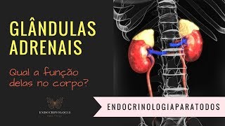 O que é a glândula adrenal [upl. by Ibmat]