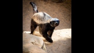 Activate Your Inner Honey Badger  Another Powerful and Inspiring Story THE SAAD TRUTH1330 [upl. by Oznole]