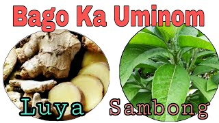 Amazing Benefits of Ginger And Sambong that No One Drink [upl. by Eednar101]