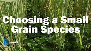 Choosing a Small Grain Species [upl. by Jacki]