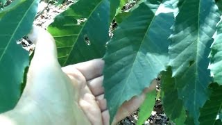 I Found an American Chestnut Castanea dentata Today [upl. by Aicsila169]