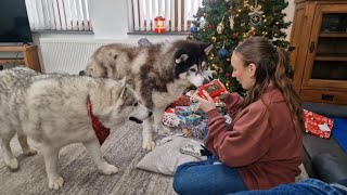 Beautiful Huskys Spend Christmas Day Together [upl. by Wenn]