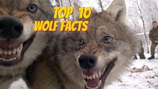 TOP 10 WOLF FACTS  EVERYTHING YOU EVER WANTED TO KNOW ABOUT WOLVES [upl. by Eanehs410]