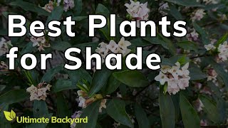 5 Stunning FullShade Loving Plants [upl. by Notna]