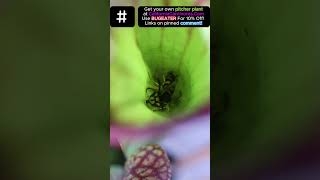 Wasp Marinating In Sarracenia Pitcher Plant Soup pitcherplant carnivorousplant insect [upl. by Riva104]