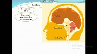 Cours de Toxicologie  Cours5 Organes cibles des toxiques [upl. by Anidam791]