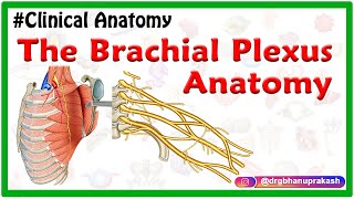 The Brachial Plexus Anatomy USMLE Roots Trunks Divisions Cords Branches Clinical anatomy [upl. by Busch]