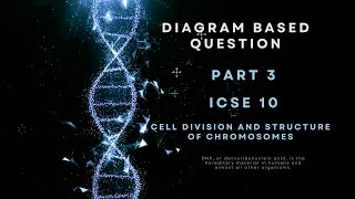 ICSE Class 10 Biology  Mitotic Cell Division  Late Prophase Explained with Diagram [upl. by Horace340]