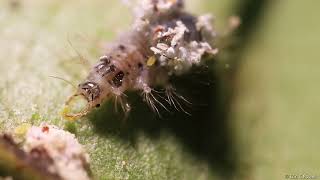 Ceraeochrysa claveri feeding on first instar Nipaecoccus nipae [upl. by Ennalyrehc]