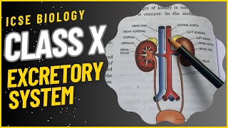 CLASS X ICSE Tutorial Excretory System  Biology  ICSE [upl. by Justen]